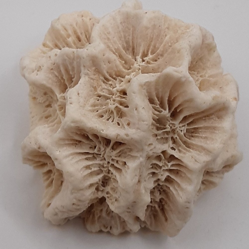 White Rose Coral Manicina Areolata Colonial Species Stony Coral Brain Coral - Picture 6 of 9